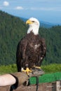 Bald Eagle (Haliaeetus leucocephalus). Royalty Free Stock Photo