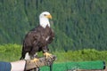 Bald Eagle (Haliaeetus leucocephalus). Royalty Free Stock Photo