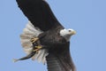 Bald Eagle (haliaeetus leucocephalus) Royalty Free Stock Photo