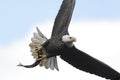 Bald Eagle (haliaeetus leucocephalus) Royalty Free Stock Photo