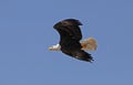 Bald Eagle, haliaeetus leucocephalus, Adult in Flight against Blue Sky Royalty Free Stock Photo