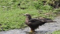Golden eagle soars. Bald eagle, haliaeetus leucocephalus, adult in flight, taking off from branch, . locomotion, length.