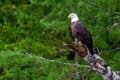Bald Eagle (Haliaeetus leucocephalus) adult, perched in a pine tree Royalty Free Stock Photo
