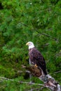 Bald Eagle (Haliaeetus leucocephalus) adult, perched in a pine tree Royalty Free Stock Photo