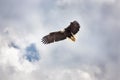 Bald Eagle, haliaeetus leucocephalus, Adulte in Flight Royalty Free Stock Photo