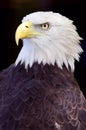 Bald Eagle (Haliaeetus leucocephalus) Against Black