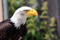 Bald eagle (Haliaeetus leucocephalus), or American Eagle, a bird of prey found in North America Royalty Free Stock Photo