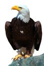 Bald eagle (Haliaeetus leucocephalus), or American Eagle, a bird of prey found in North America Royalty Free Stock Photo