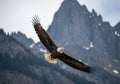 A bald eagle (Haliaeetus leucocephalus) is Royalty Free Stock Photo
