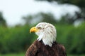 A bald eagle (Haliaeetus leucocephalus) close up. Bird looking round to his right. Royalty Free Stock Photo