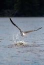 Bald Eagle Haliaeetus leucocephalus dropping a large fish on Rainbow Flowage in Northern Wisconsin