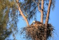 Bald eagle Haliaeetus leucocephalus feeds the eaglets in their nest of chicks on Marco Island Royalty Free Stock Photo