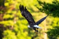 Bald Eagle Haliaeetus leucocephalus with a fish on Rainbow Flowage in Northern Wisconsin