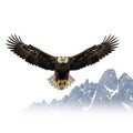 Bald eagle (Haliaeetus leucocephalus) in flight Royalty Free Stock Photo