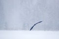 Bald Eagle, Haliaeetus leucocephalus, fly brown bird of prey with white head, yellow bill. Winter scene with snow, Alaska, USA. Royalty Free Stock Photo