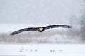 Bald Eagle, Haliaeetus leucocephalus, fly brown bird of prey with white head, yellow bill. Winter scene with snow, Alaska, USA. Royalty Free Stock Photo