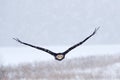 Bald Eagle, Haliaeetus leucocephalus, fly brown bird of prey with white head, yellow bill. Winter scene with snow, Alaska, USA. Royalty Free Stock Photo