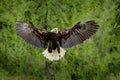 Bald Eagle, Haliaeetus leucocephalus, flying brown bird of prey with white head, yellow bill, symbol of freedom of the United Stat