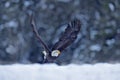 Bald Eagle, Haliaeetus leucocephalus, flying brown bird of prey with white head, yellow bill, symbol of freedom of the United Royalty Free Stock Photo