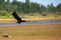 Bald Eagle Haliaeetus leucocephalus flying over the Rainbow Flowage Royalty Free Stock Photo