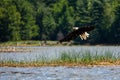 Bald Eagle Haliaeetus leucocephalus flying over the Rainbow Flowage in Northern Wisconsin