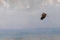 Bald Eagle on the Hunt Royalty Free Stock Photo