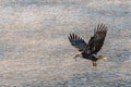 Bald Eagle on the Hunt Royalty Free Stock Photo