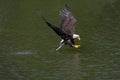 Bald Eagle, haliaeetus leucocephalus, Immature in Flight above water, Fishing Royalty Free Stock Photo