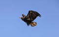 Bald Eagle, haliaeetus leucocephalus, Immature in Flight against Blue Sky Royalty Free Stock Photo