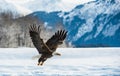 Bald Eagle ( Haliaeetus leucocephalus ) landed on snow