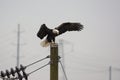 A Bald Eagle Haliaeetus leucocephalus landing on a Hydro Pole Royalty Free Stock Photo