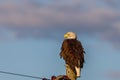 Bald Eagle Haliaeetus leucocephalus looking for prey Royalty Free Stock Photo