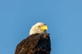 Bald Eagle Haliaeetus leucocephalus looking for prey Royalty Free Stock Photo