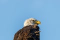 Bald Eagle Haliaeetus leucocephalus looking for prey Royalty Free Stock Photo