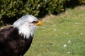 Bald Eagle, Haliaeetus leucocephalus, looking towards left with copy space Royalty Free Stock Photo