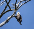 Bald Eagle (Haliaeetus leucocephalus)