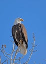 Bald Eagle (Haliaeetus leucocephalus) Royalty Free Stock Photo