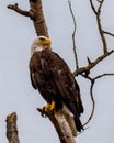 Bald Eagle Haliaeetus leucocephalus perched on a dead poplar tree Royalty Free Stock Photo