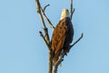 Bald Eagle Haliaeetus leucocephalus  perched on a dead tree looking for prey with a blue sky background. Royalty Free Stock Photo