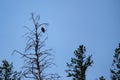 Bald Eagle Haliaeetus leucocephalus perched high in a dead tree. Royalty Free Stock Photo