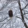 Bald Eagle Haliaeetus leucocephalus perched on a snow covered tree limb during winter. Selective focus, background blur and fore Royalty Free Stock Photo