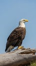 A bald eagle (*Haliaeetus leucocephalus*) perched on a weathered log. It features a distinctive Royalty Free Stock Photo