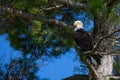 Bald Eagle Haliaeetus leucocephalus perching on branch looking for fish on the Rainbow Flowage in northern Wisconsin
