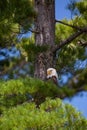 Bald Eagle Haliaeetus leucocephalus perching on branch looking for fish on the Rainbow Flowage in Northern Wisconsin
