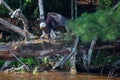 Bald Eagle Haliaeetus leucocephalus perching on a fallen tree with a fish in its talons on the Rainbow Flowage in Northern