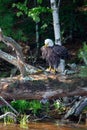 Bald Eagle Haliaeetus leucocephalus perching on a fallen tree with a fish in its talons on the Rainbow Flowage in Northern