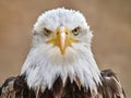 The Bald Eagle Haliaeetus leucocephalus Royalty Free Stock Photo