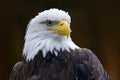 Bald Eagle, Haliaeetus leucocephalus, portrait of brown bird of prey with white head, yellow bill, symbol of freedom of the United