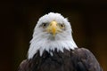 Bald Eagle, Haliaeetus leucocephalus, portrait of brown bird of prey with white head, yellow bill, symbol of freedom of the United Royalty Free Stock Photo