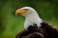 Bald Eagle, Haliaeetus leucocephalus, portrait of brown bird of prey with white head and yellow bill, symbol of freedom of the Royalty Free Stock Photo